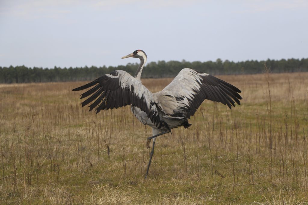 Les centres de soins de la faune sauvage aussi touchés par la grippe aviaire